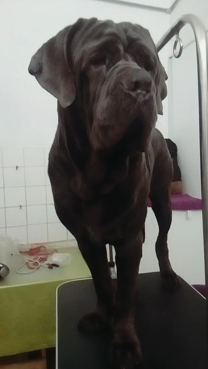 Pillco Pet Veterinaria Sucursal