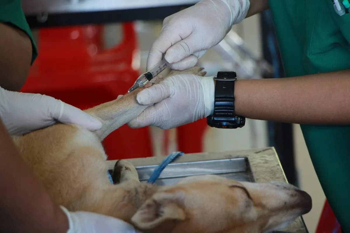 Veterinaria Master in Pet's