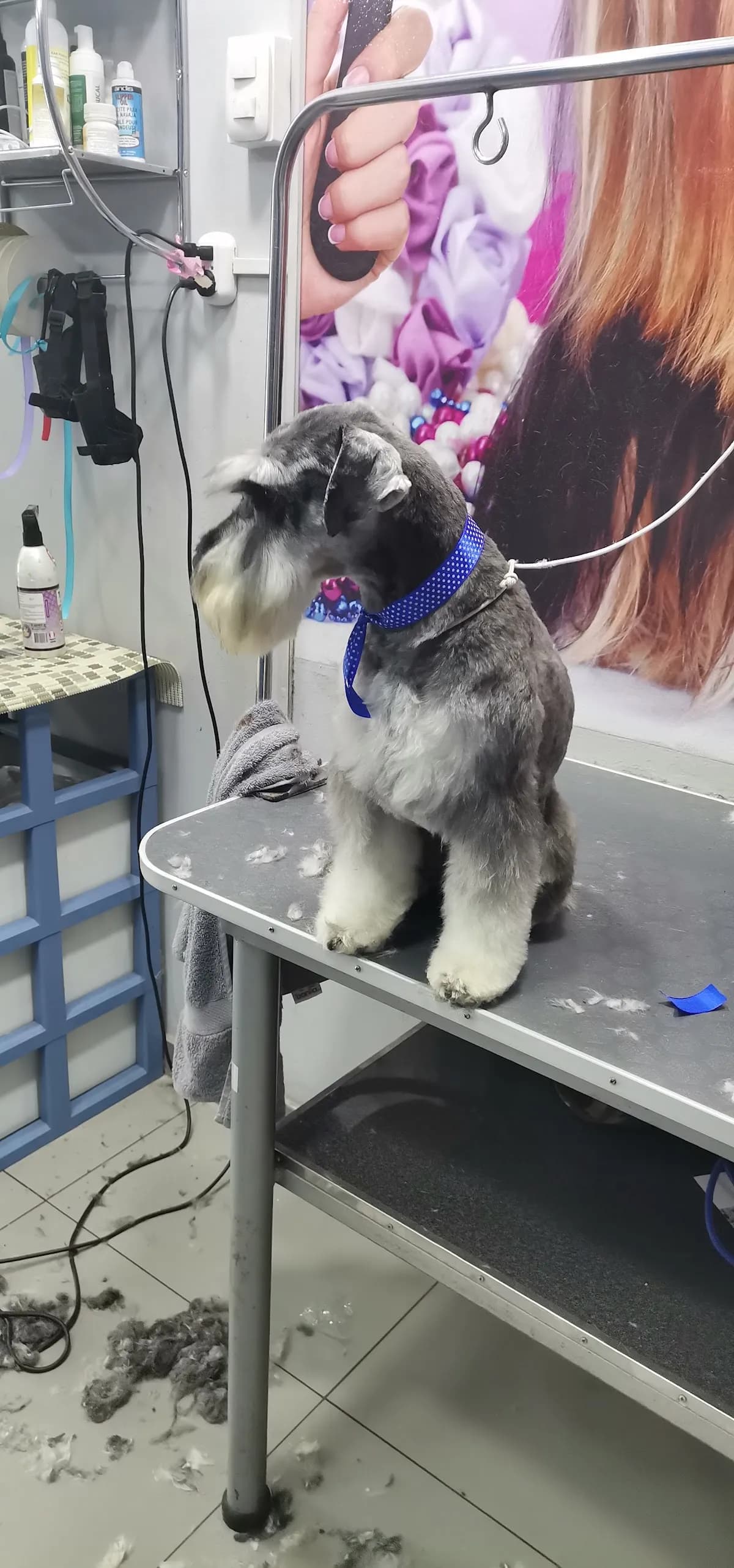 veterinaria Mas Que Mascotas