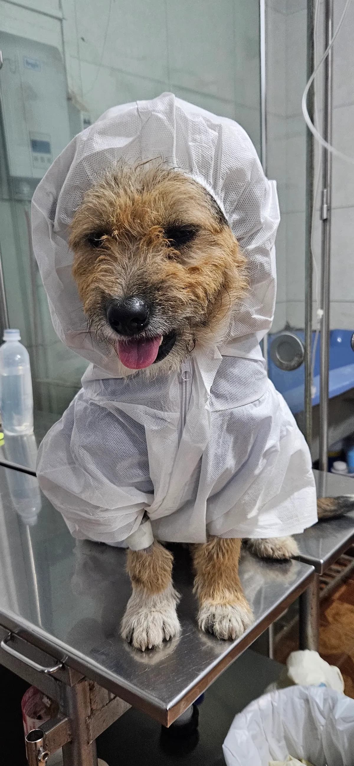 CLÍNICA VETERINARIA AMORES PERROS
