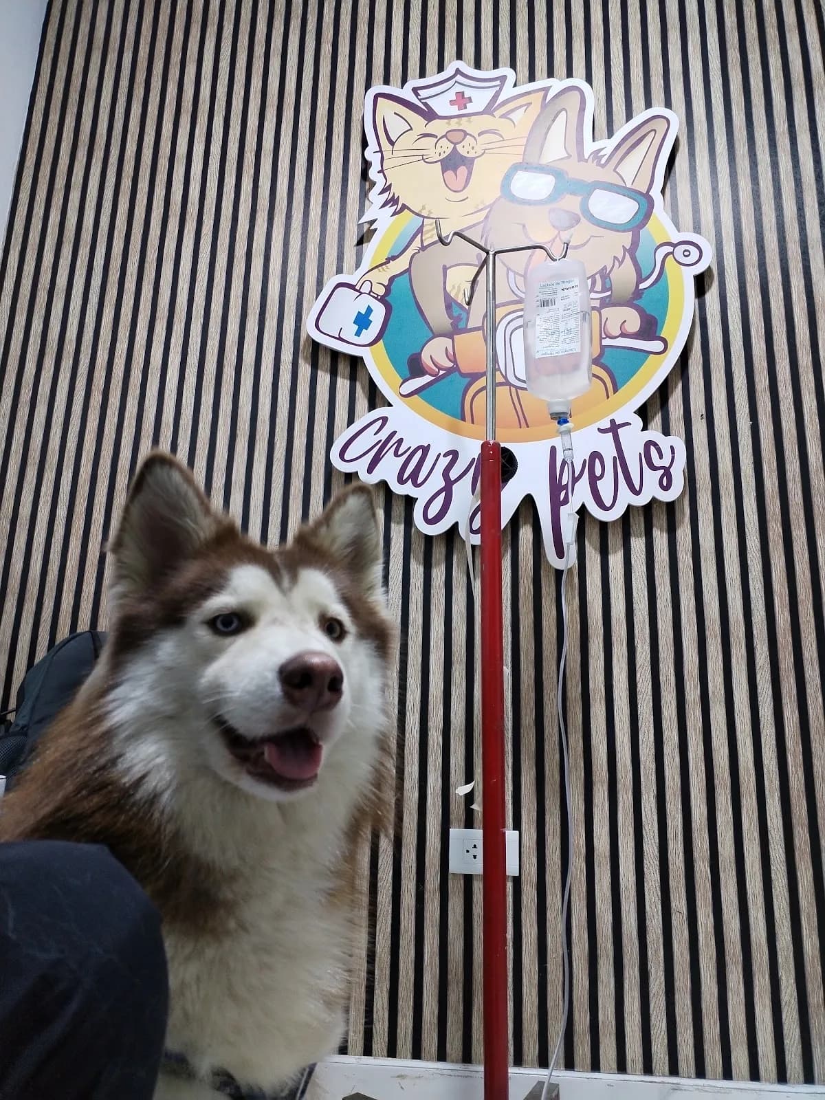 Clinica Veterinaria Crazy Pets