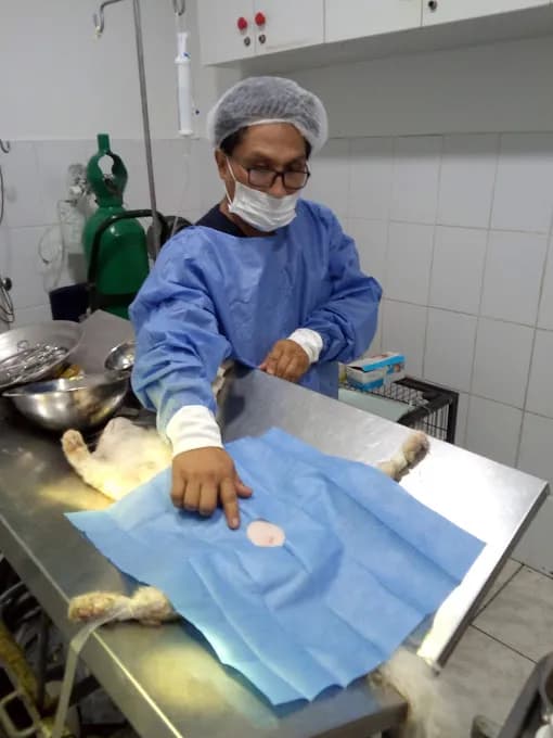 traumatólogo veterinario