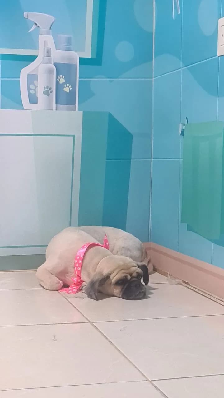 Clínica Veterinaria Baca