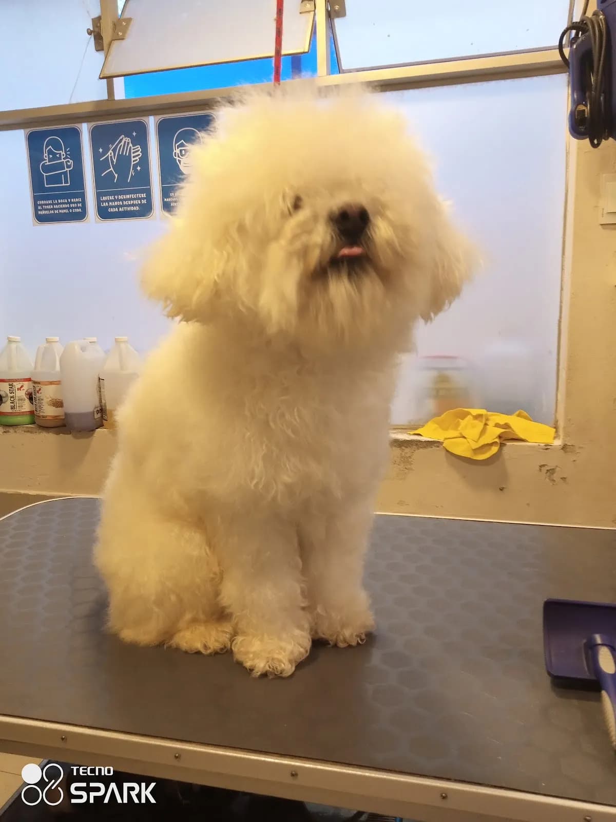 Lazzy Vet - Clínica Veterinaria Magisterio