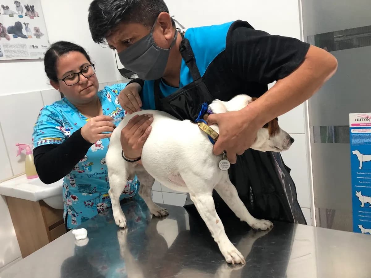 Veterinaria Central Pets