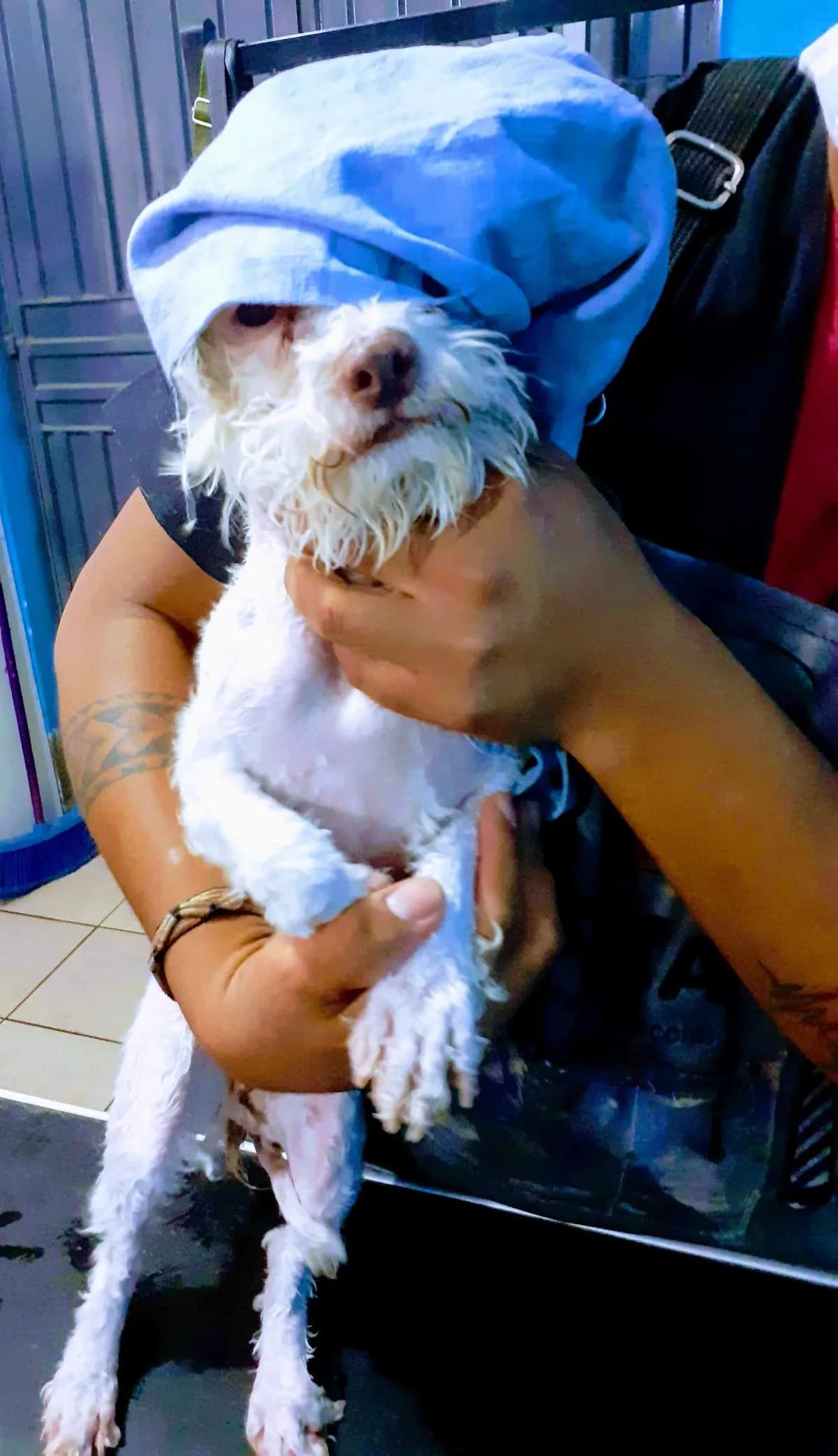 Suca Centro De Mascotas Sede Polanco