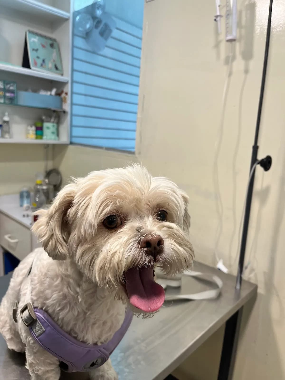 Clínica Veterinaria Dogtor Lalo/ Calicó Medicina Felina