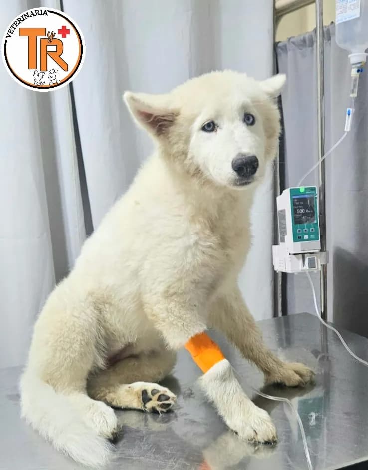 Clinica Veterinaria TyR Cañete Emergencias 24h