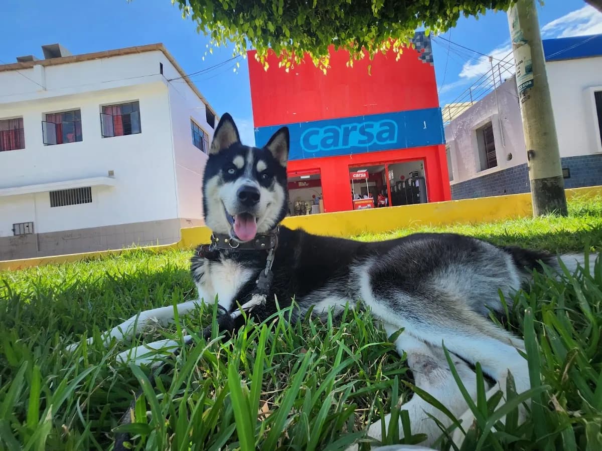 Centro Veterinario Petland