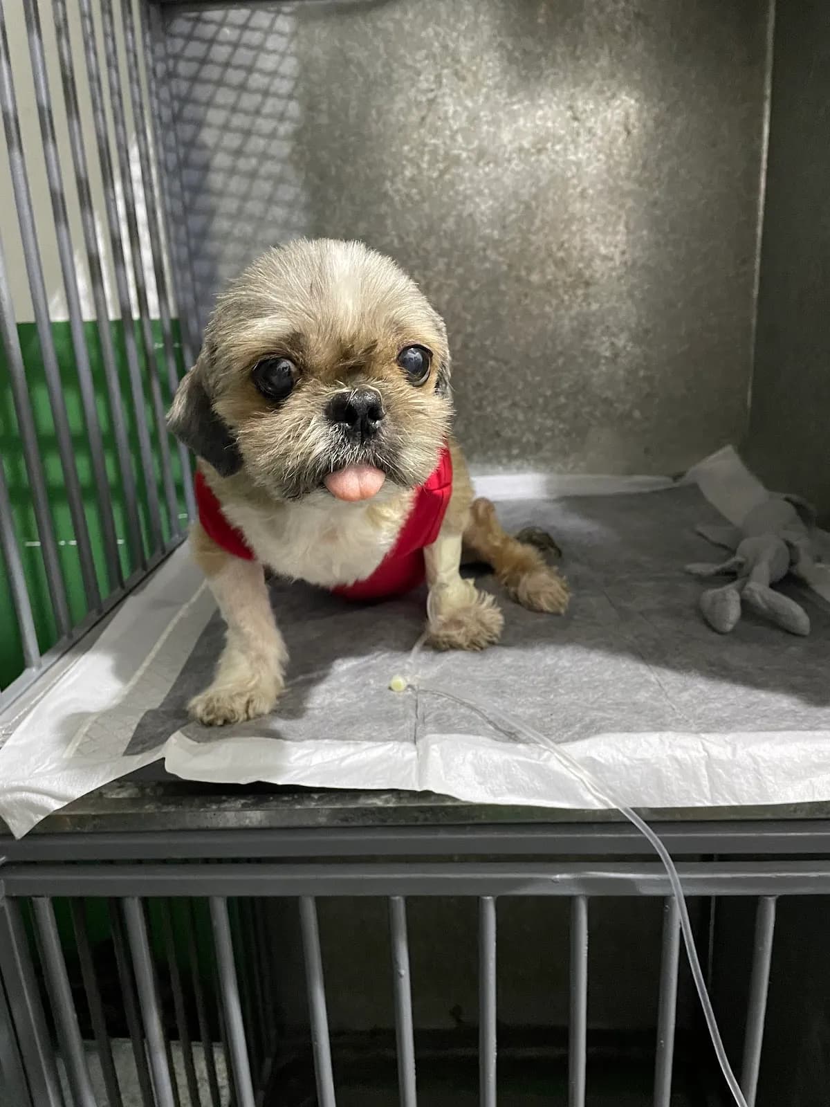 ServipetSalud- Urgencias Veterinarias 24h