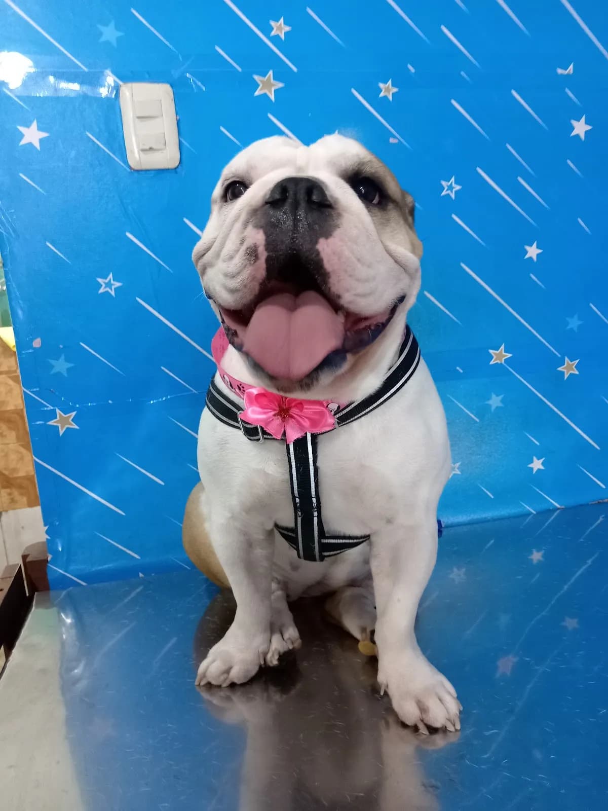 Veterinaria "Los Jardines"
