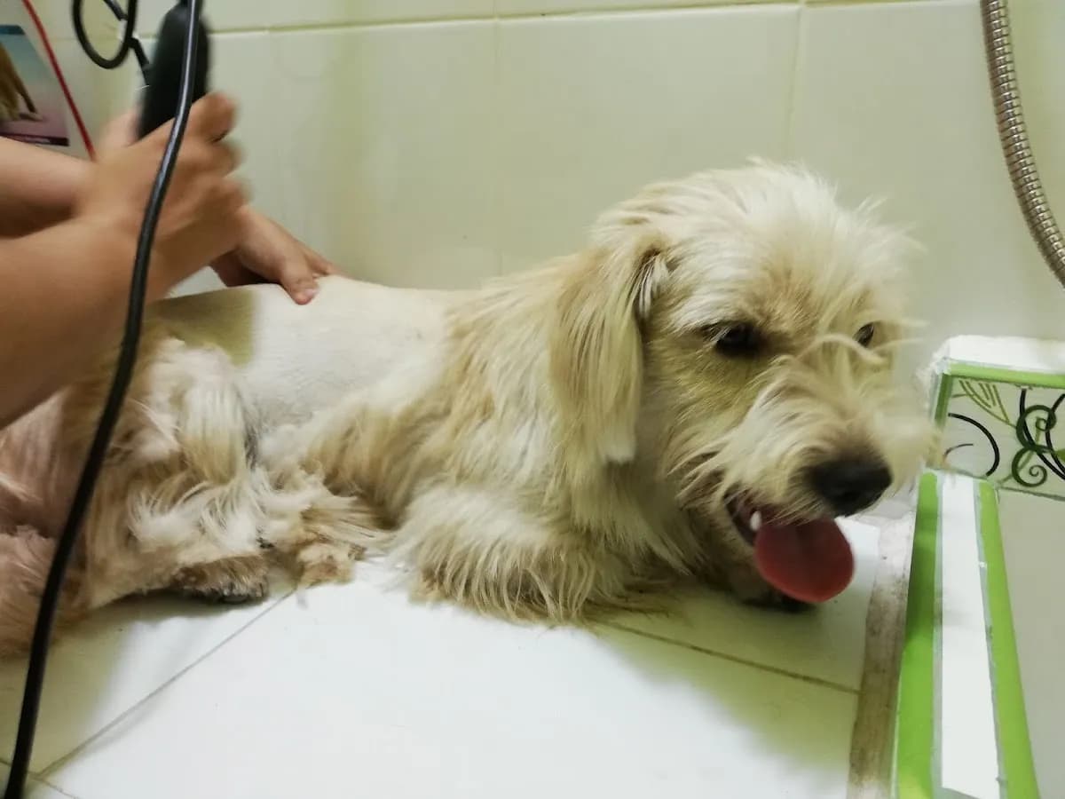 Consultorio Veterinario D&G