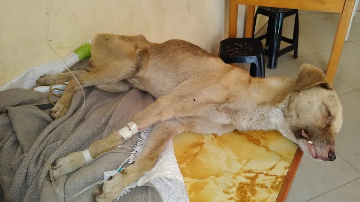 Posta veterinaria Pamplona alta