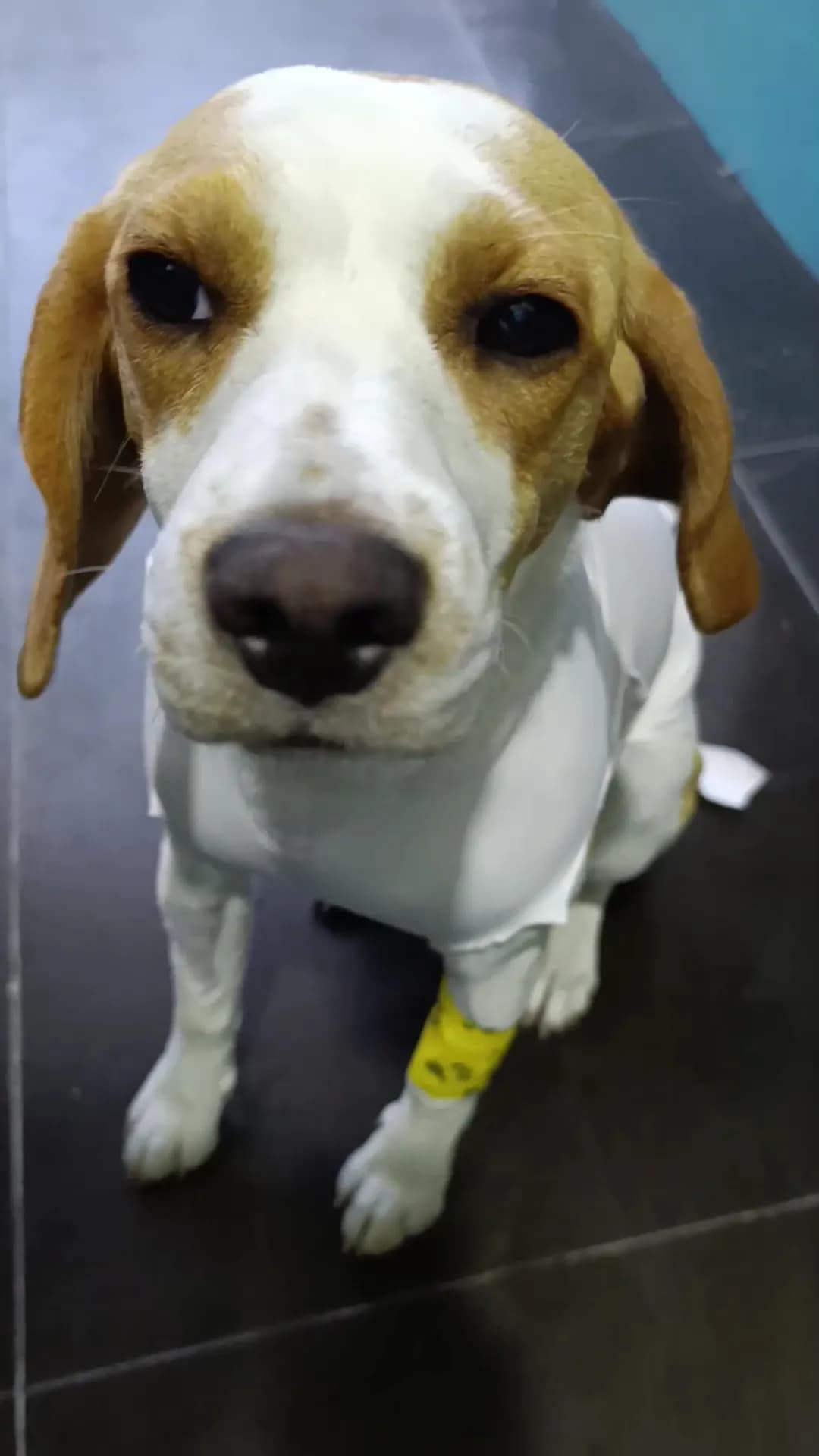 Huellitas Clínica Veterinaria
