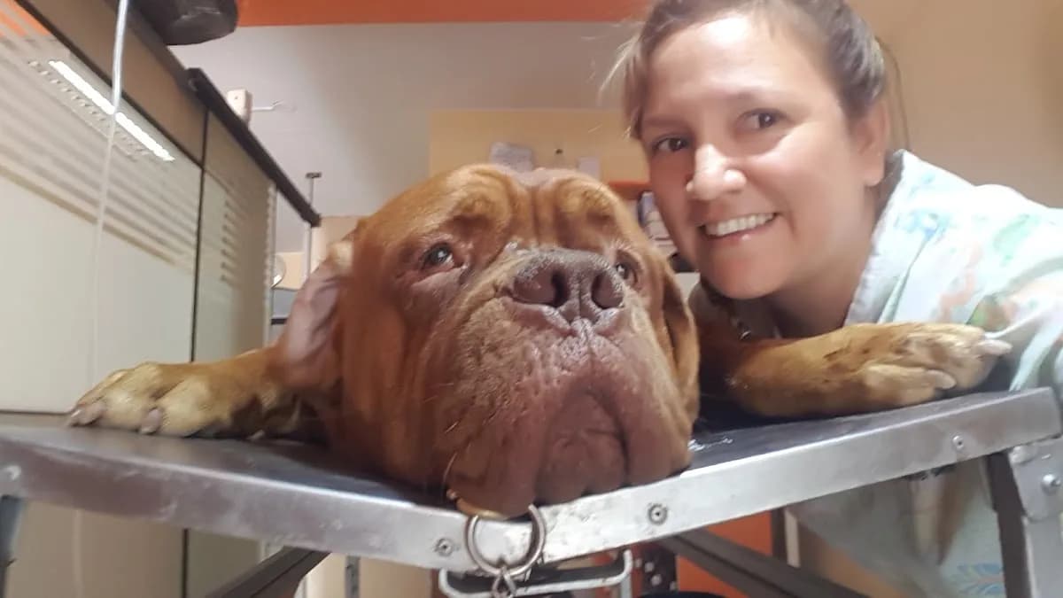 Veterinaria El Labrador