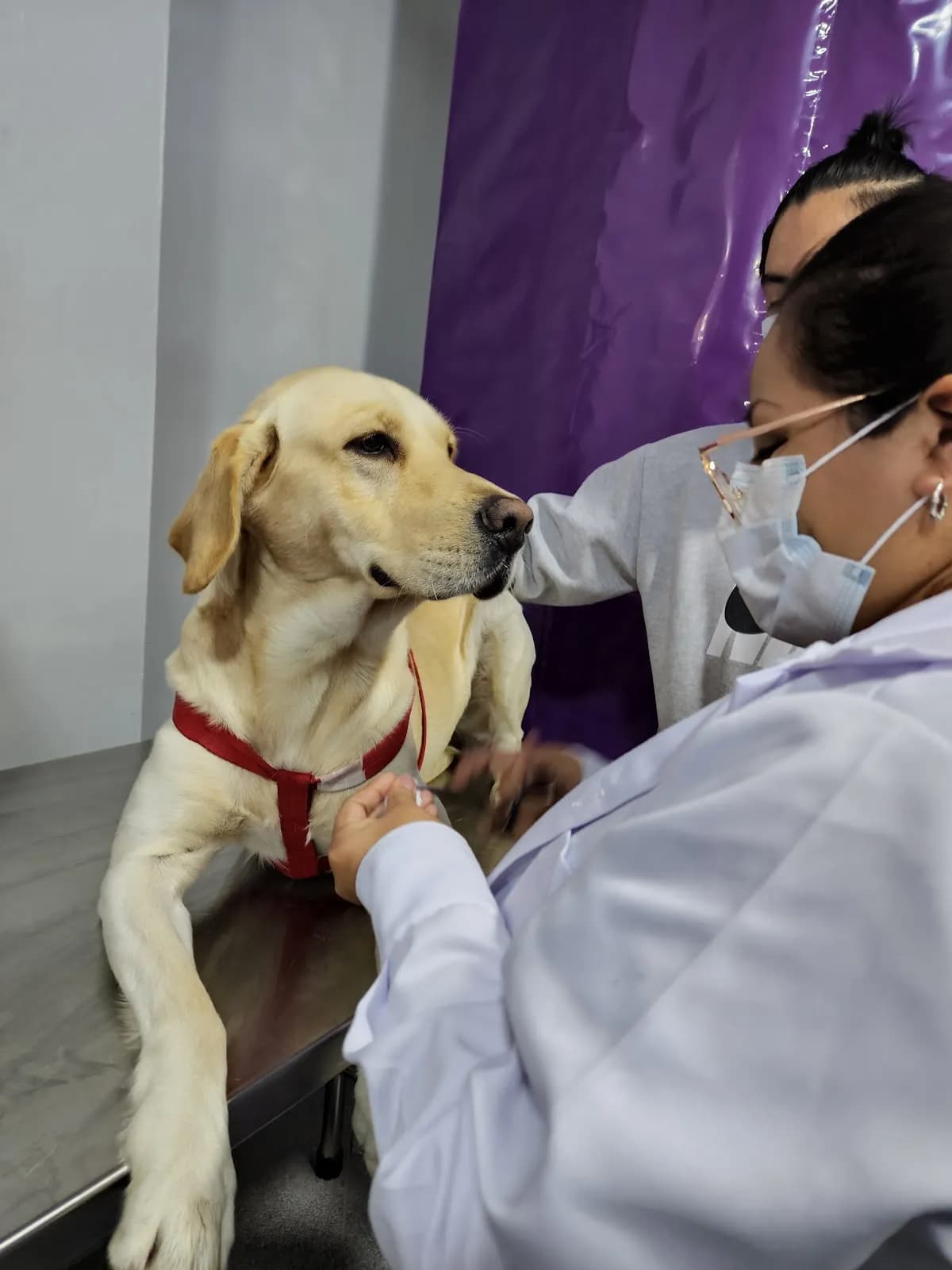 Clinica Veterinaria Master Dog