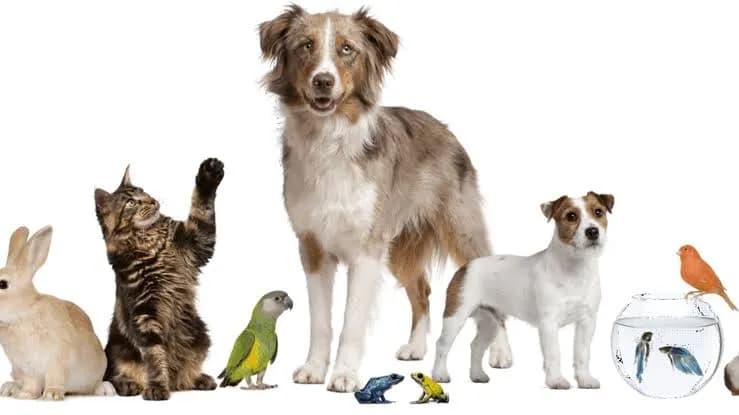 VETERINARIOS A DOMICILIO VET VIP & BIGOTUDOS PET SHOP
