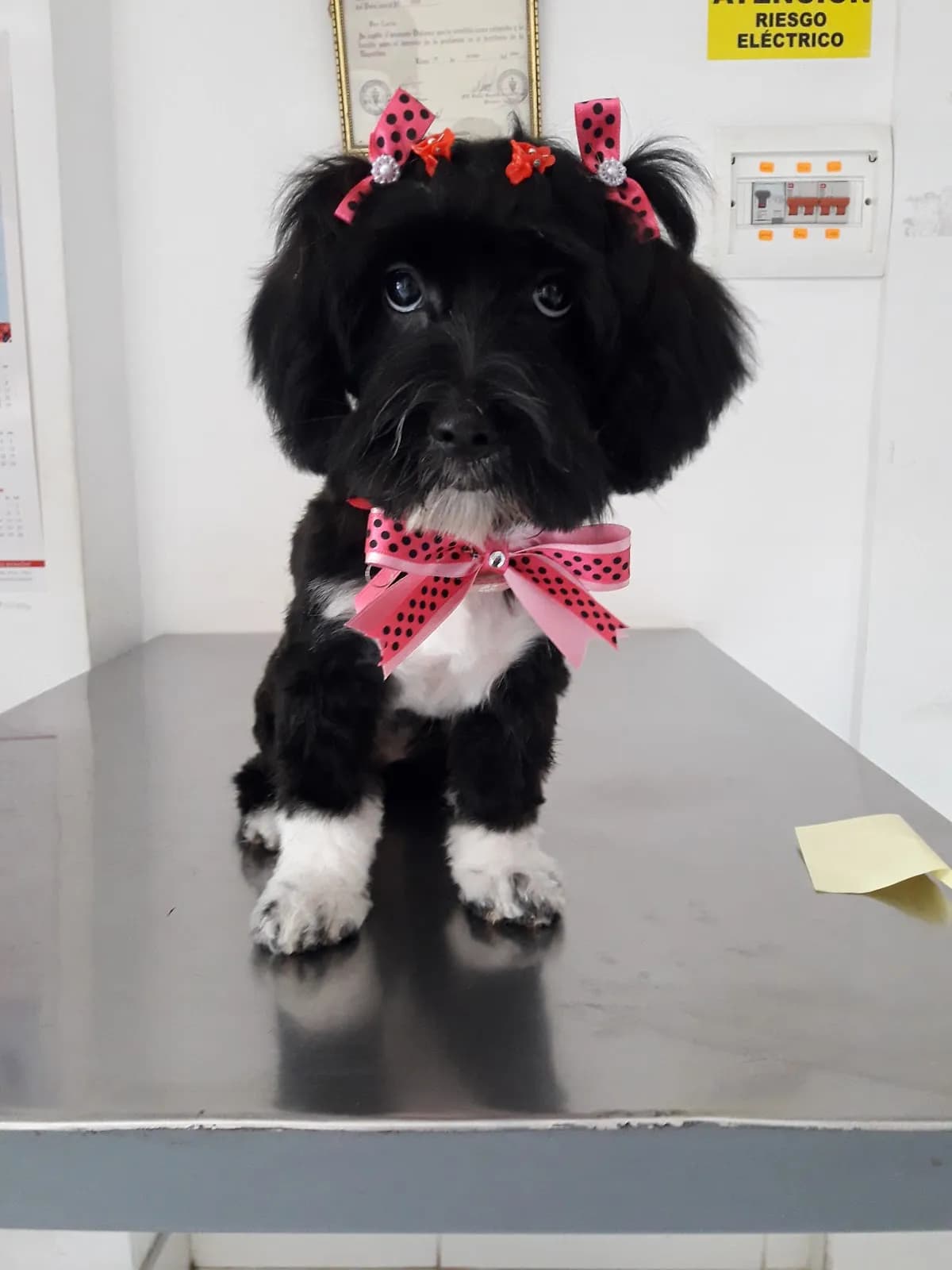 MunayVet (Veterinaria-Pet shop-Peluquería canina)
