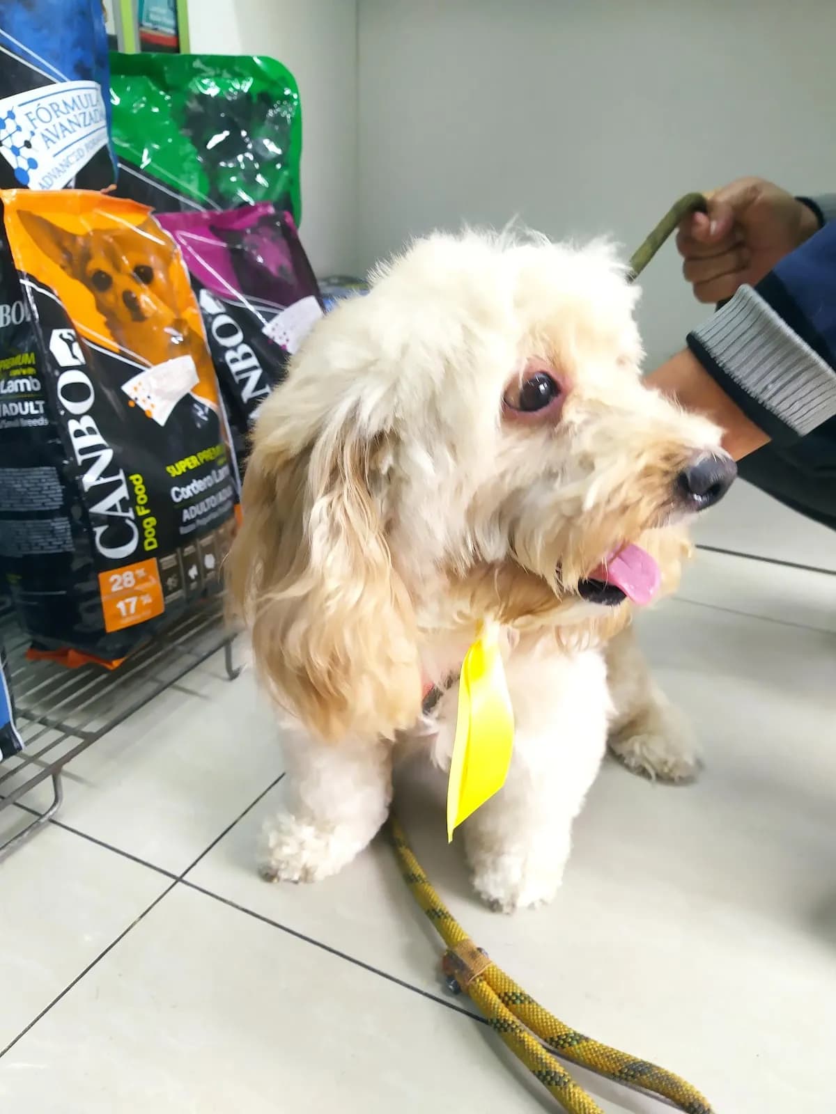 GOLD PET'S CENTRO VETERINARIO