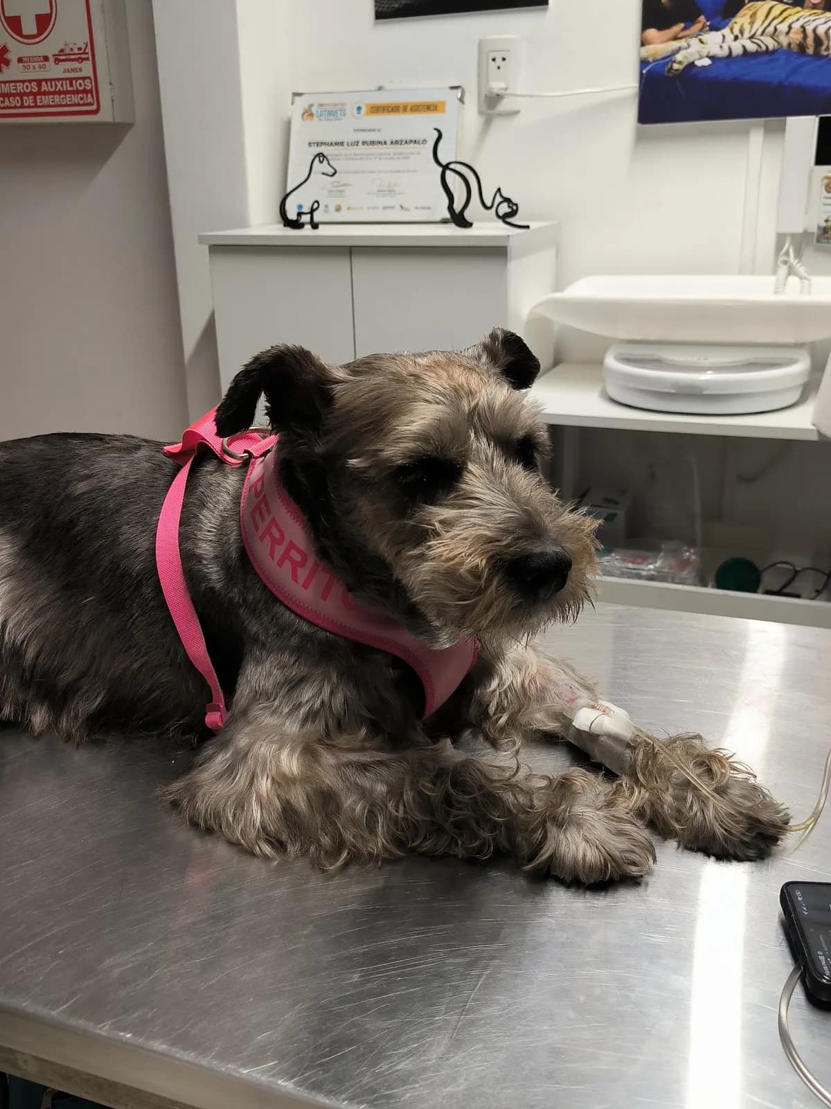 VETERINARIA ANIMAL SOS