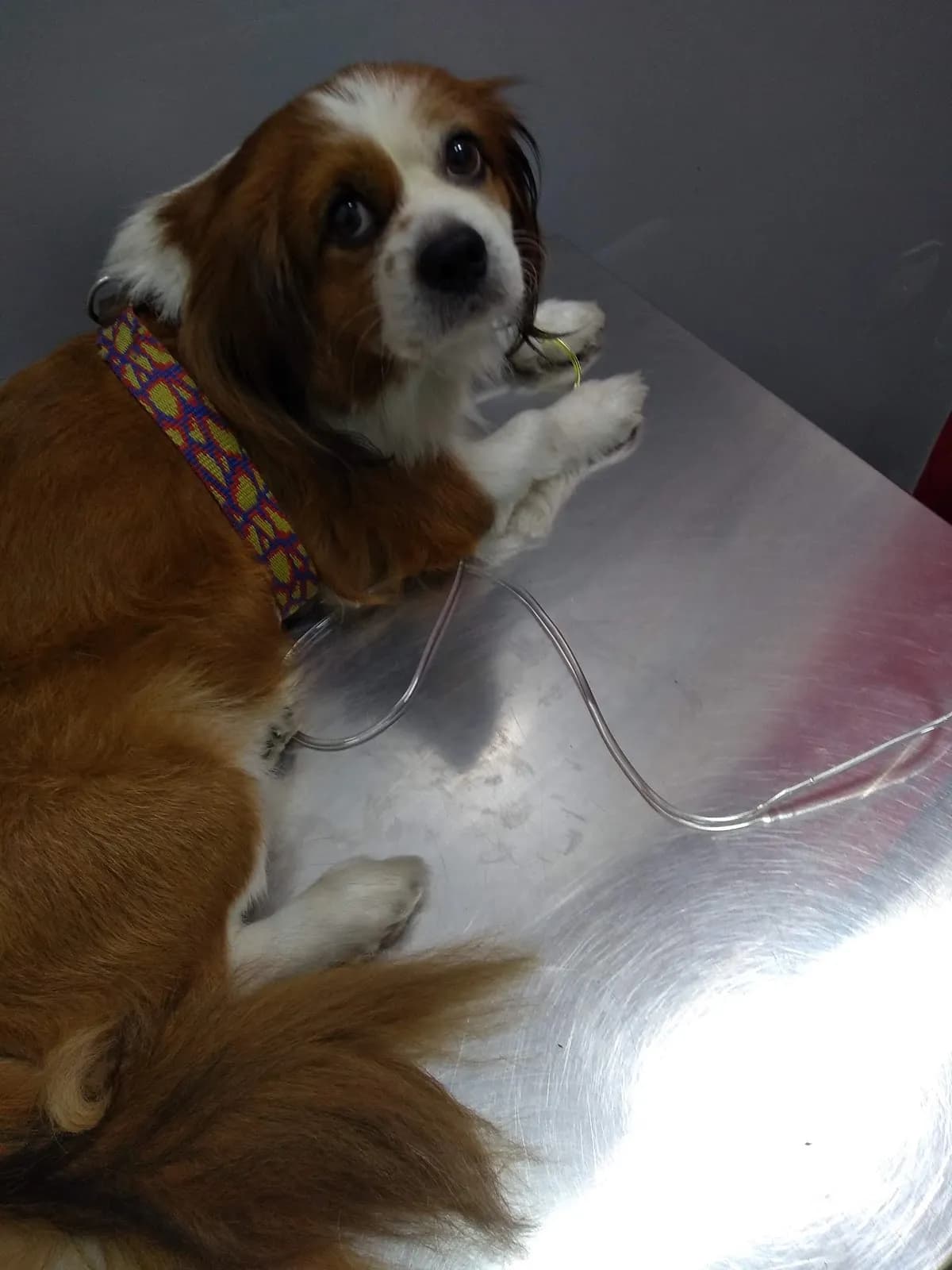 Clinica veterinaria 4patas