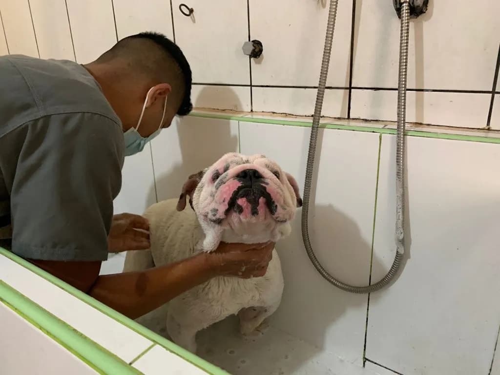 Zoolo Mascotas Veterinaria