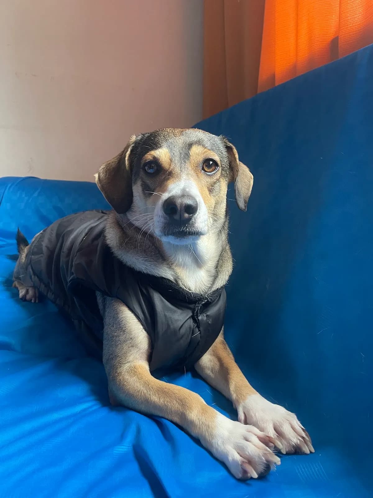 "Mi Mascota Feliz"