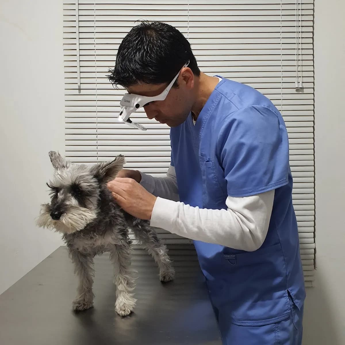 Dermatología Veterinaria - Vetdermis