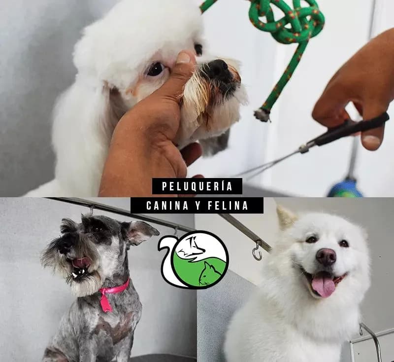 Veterinaria Ardivet E.I.R.L