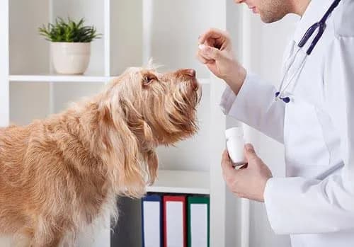 CLÍNICA VETERINARIA QSVET