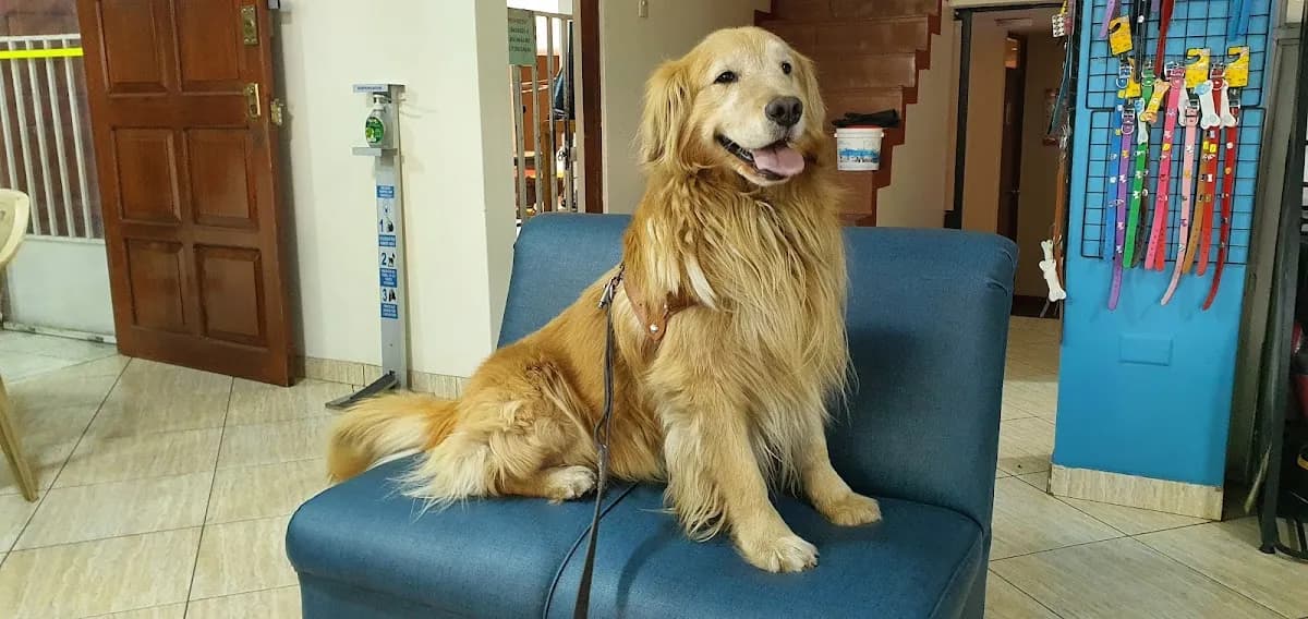 Dr. César - Clínica veterinaria y centro de estética Canina