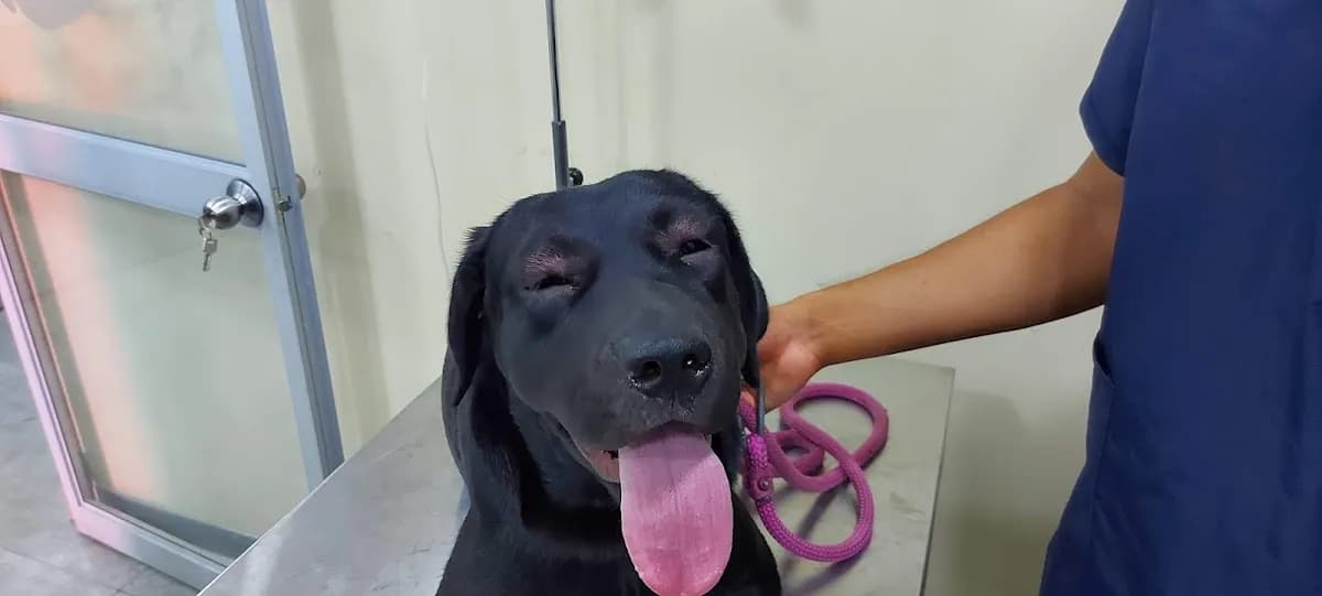 Veterinaria Dos De Mayo