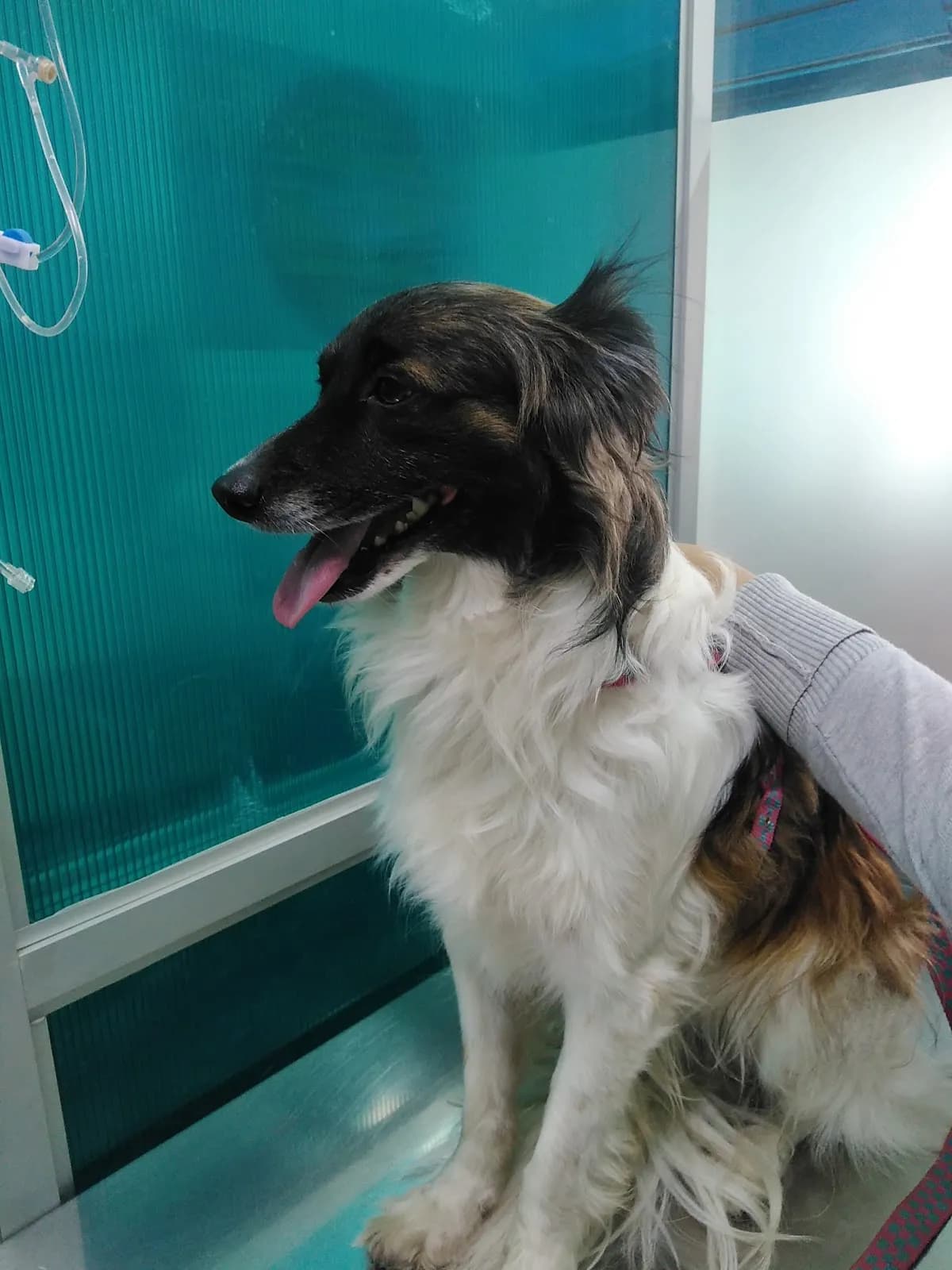 Veterinaria Sanidad Animal