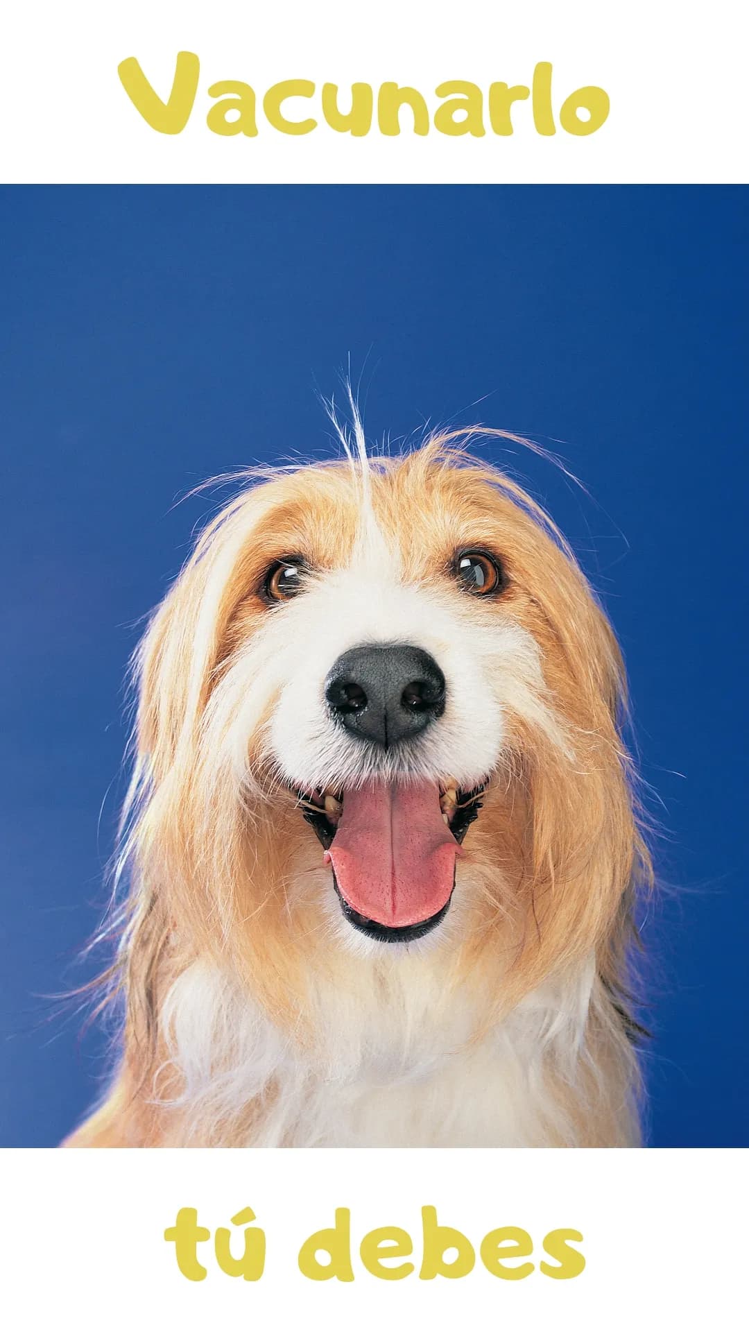 Pet Point Clínica Veterinaria