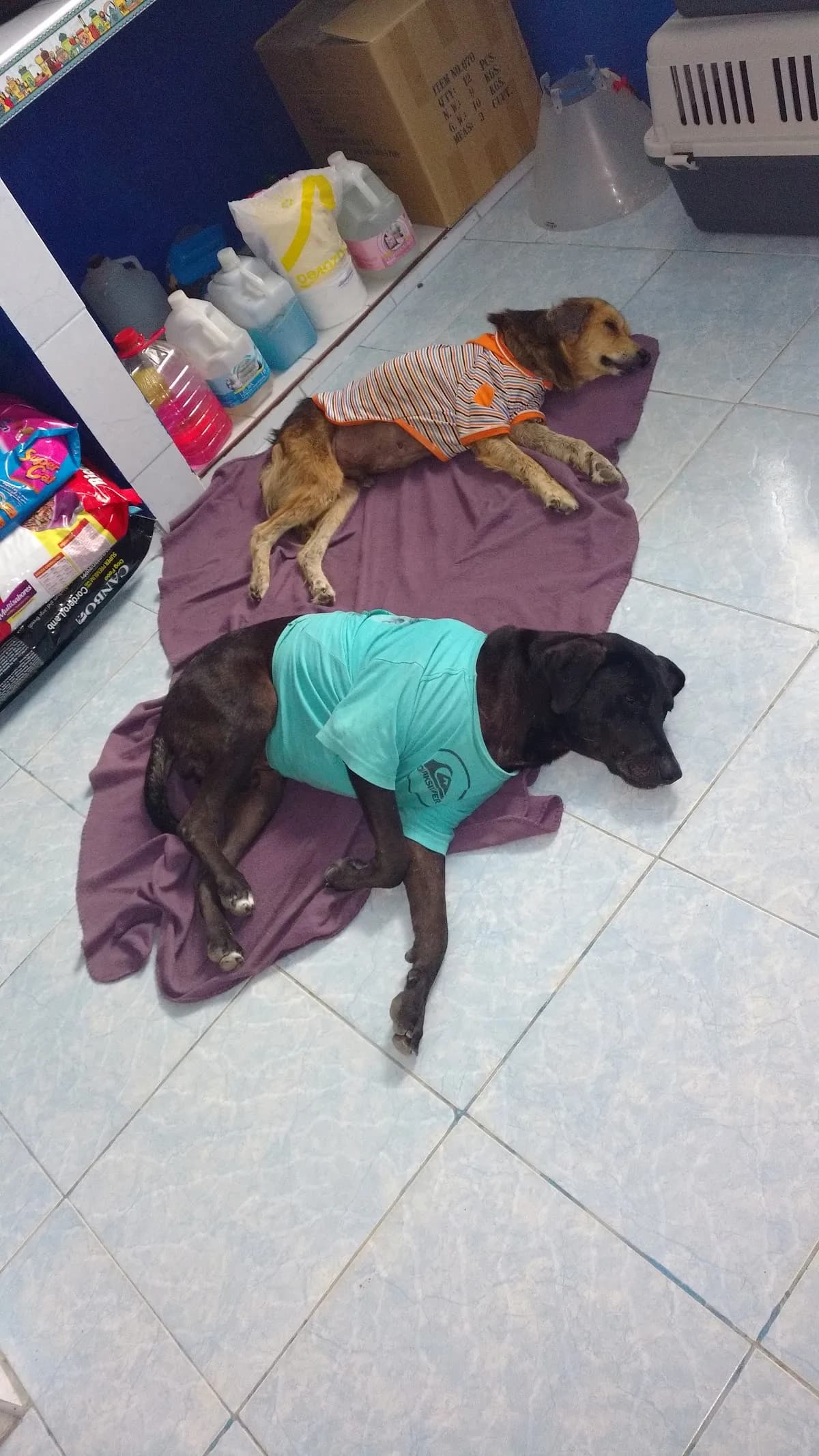 Centro Veterinario Animal Life