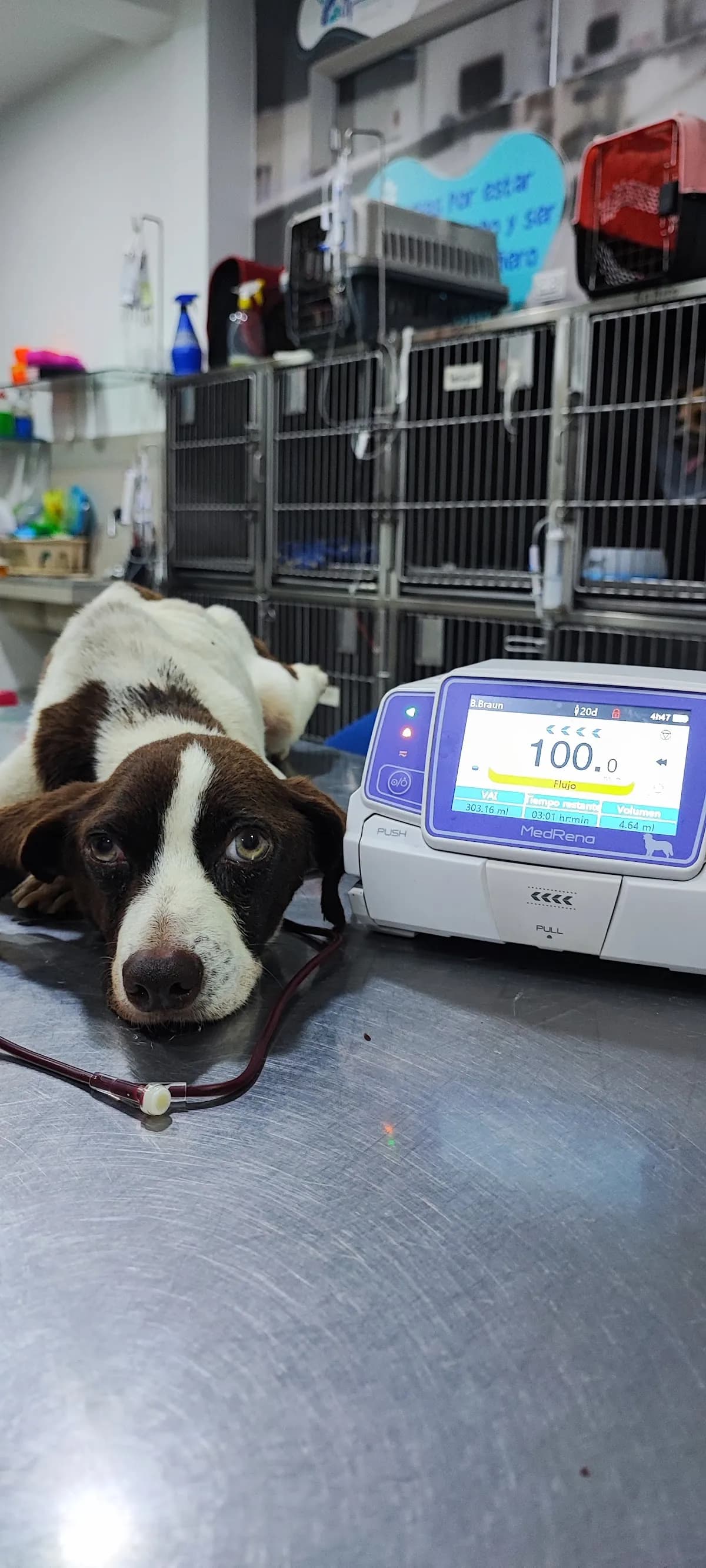 Clínica Veterinaria Dr. Carlos Gaviria