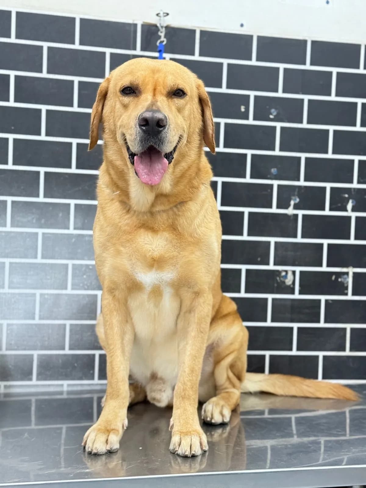 CLINICA VETERINARIA PATAS Y COLAS