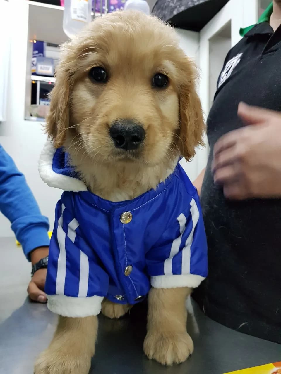 VETERINARIA ENGREÍDOS- BARBER DOG