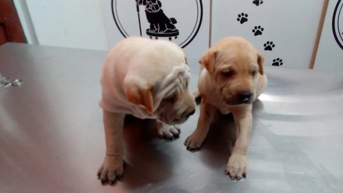 Clínica Veterinaria El Granjero