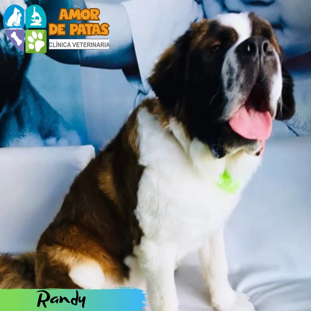 Clinica Veterinaria Amor de Patas