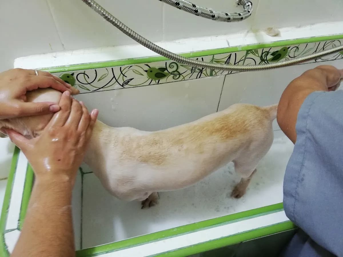 Veterinaria D&G