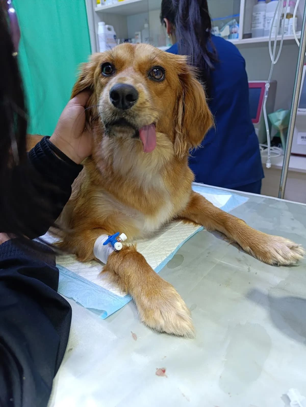 Veterinaria Walac San Borja