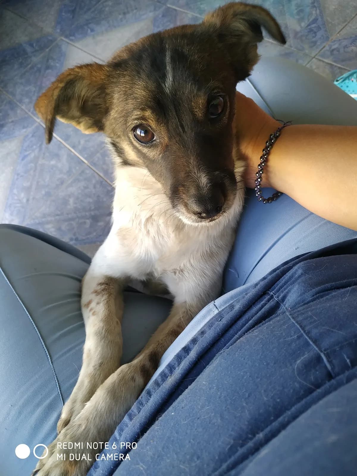 Veterinaria ZoeVet Arequipa