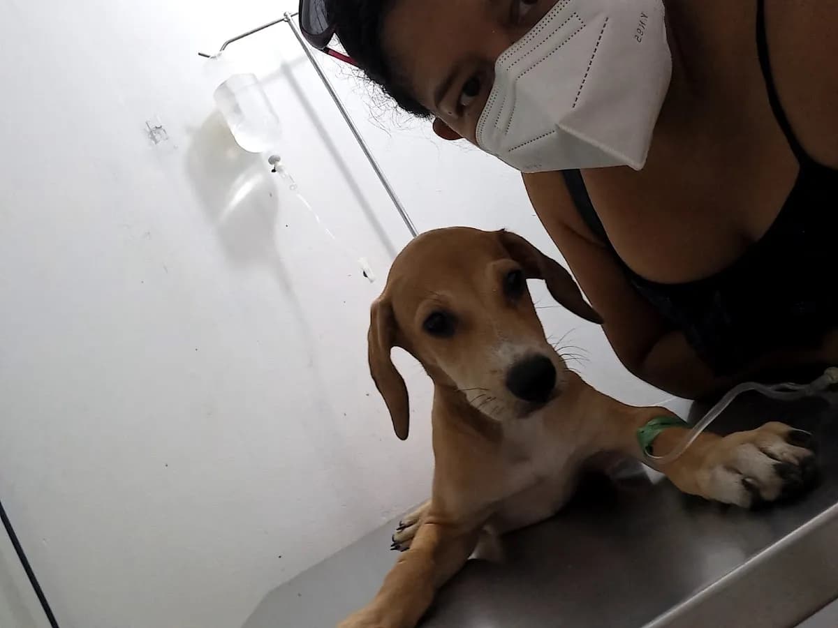 Clínica Veterinaria Animal Fashion Sede Las Mercedes