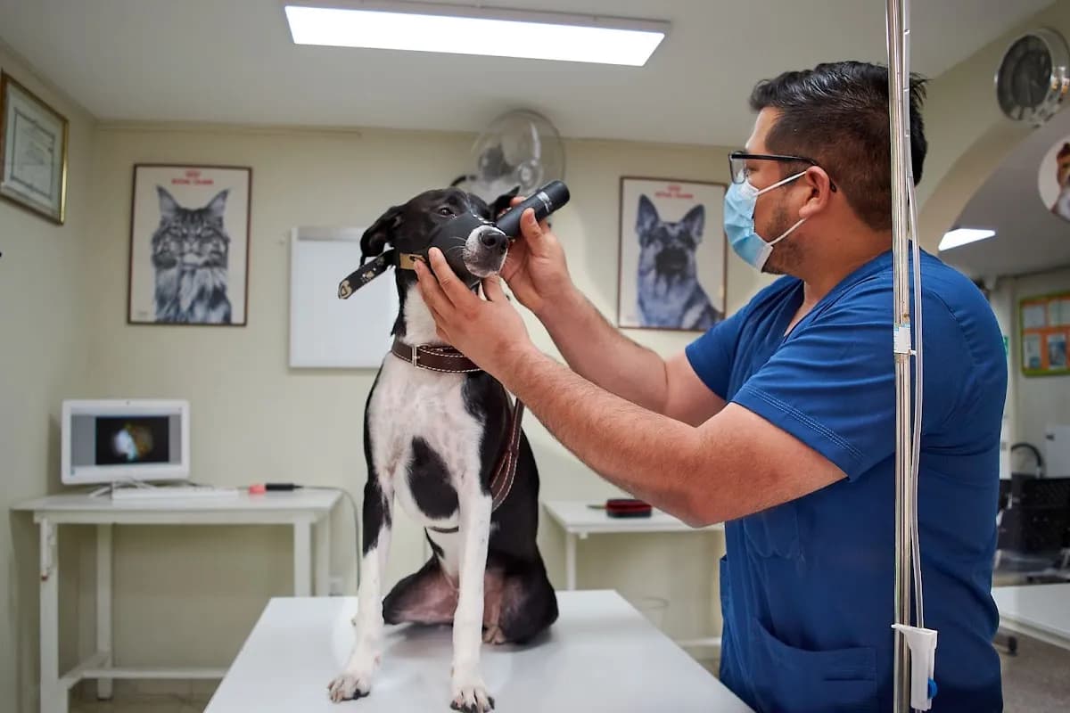 CLINICA VETERINARIA HAPPY PET