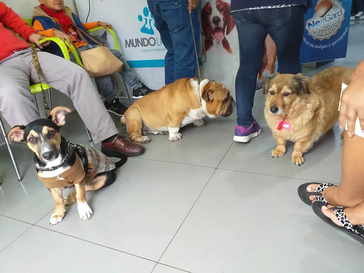 Veterinaria Mundo Labvet