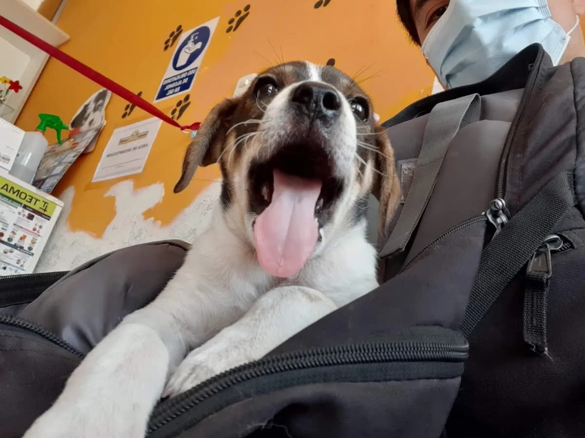 Veterinaria Ventanilla - Sede Mi Perú
