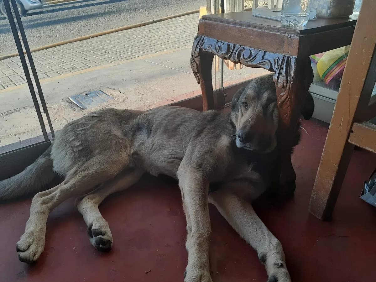 VETSALUD EMERGENCIAS VETERINARIAS