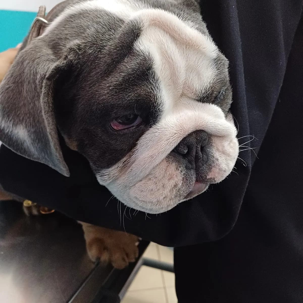 Veterinaria spa canino huellitas
