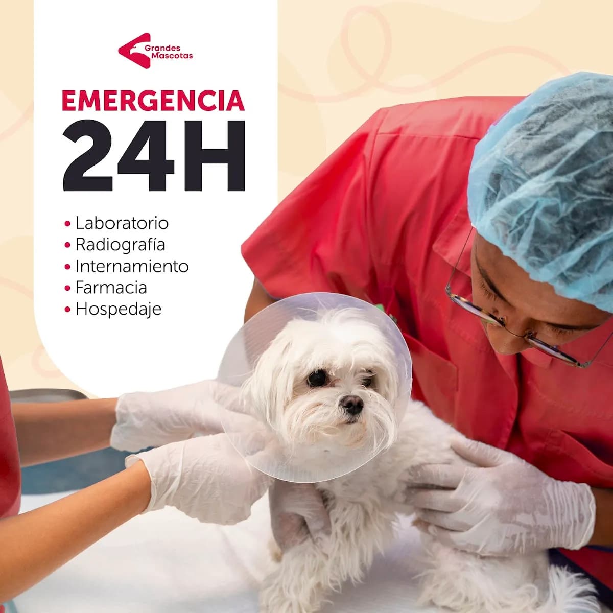 Veterinaria 24 horas GRANDES MASCOTAS / Emergencias